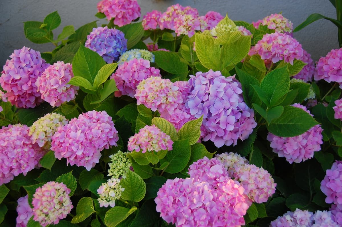 Hoa cẩm tú cầu xanh