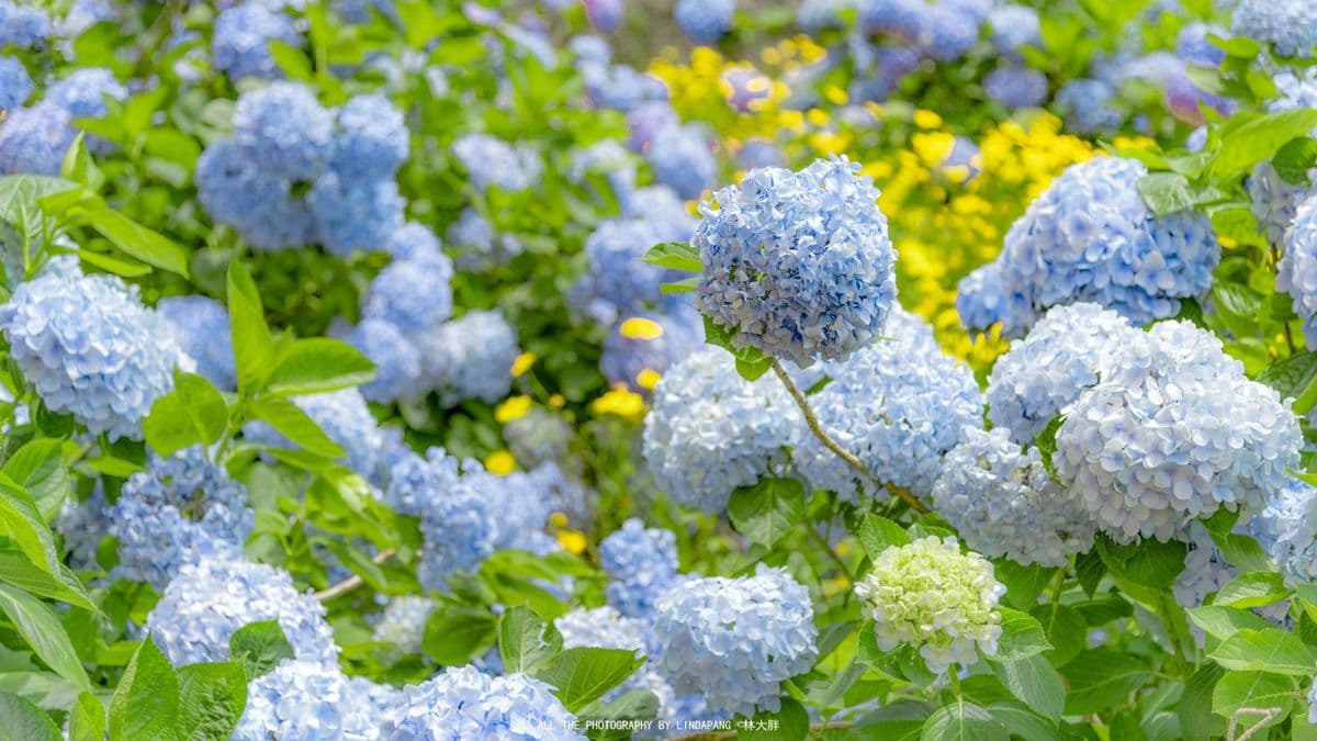 Hoa cẩm tú cầu trang trí