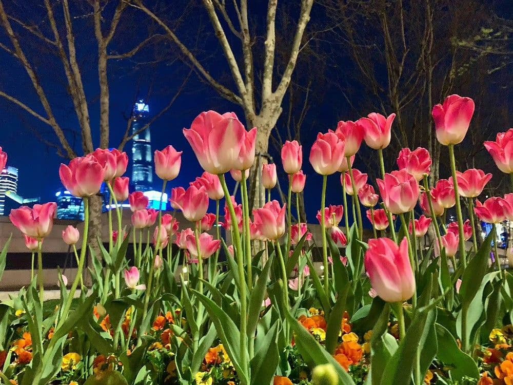 Bó hoa Tulip tại FloraVNU
